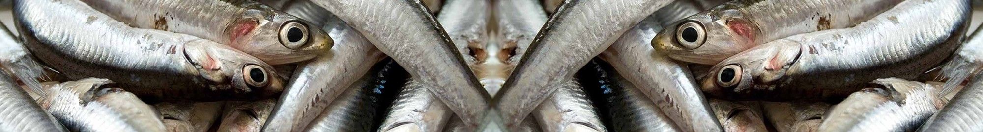Armarios refrigerados para pescado